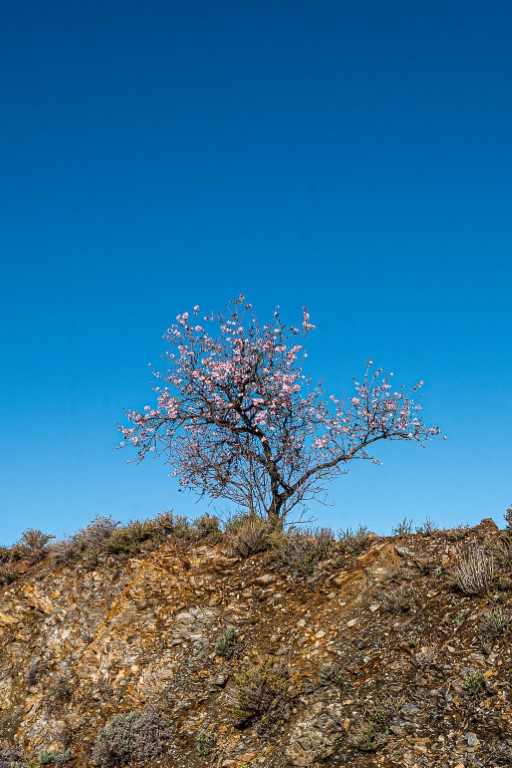 almond tree